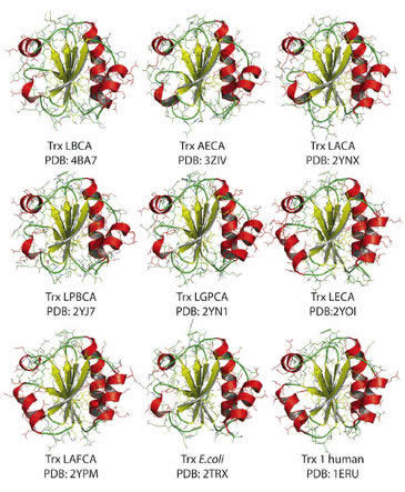Ancestral Thioredoxins