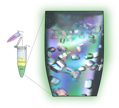 Peptide hydrogel