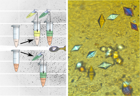 Peptide hydrogel