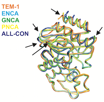 Ancestral Tactamase